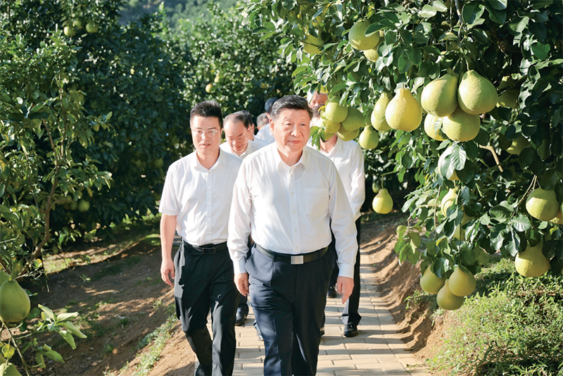 　　2025年11月7日至8日，中共中央總書記、國家主席、中央軍委主席習(xí)近平在廣東考察。這是7日下午，習(xí)近平在梅州市梅縣區(qū)雁洋鎮(zhèn)南福金柚種植基地考察。